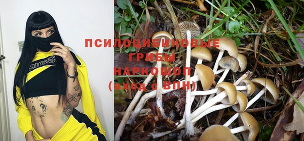 прущие грибы Магас